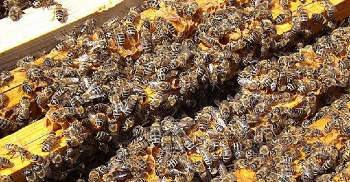 no-rs-mp-pede-suspensao-do-uso-e-venda-de-inseticida-devido-a-morte-de-abelhas-1