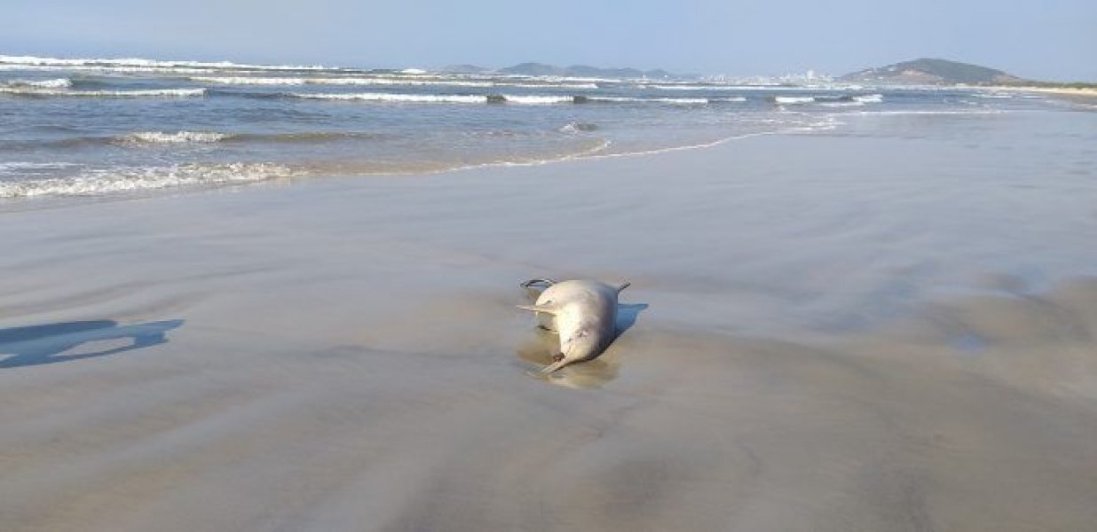 toninhas-e-pinguins-sao-encontrados-mortos-na-praia-do-gi-1