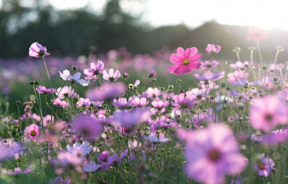 como-sera-a-primavera-2019-no-brasil-1