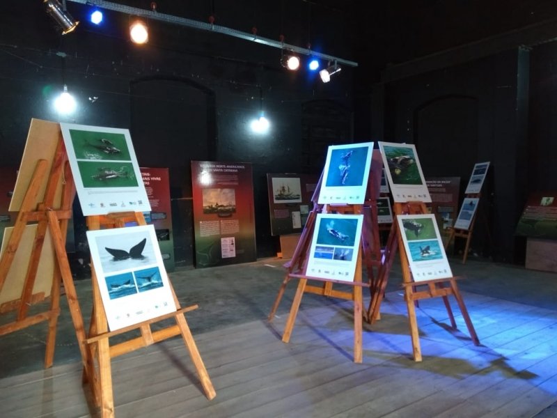 cultura-mostra-baleia-franca-entra-em-cartaz-no-teatro-usina-1