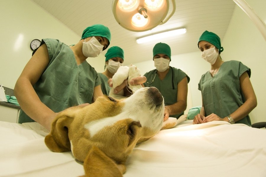 hospital-veterinario-na-unisul-em-tubarao-e-referencia-em-varias-areas-1
