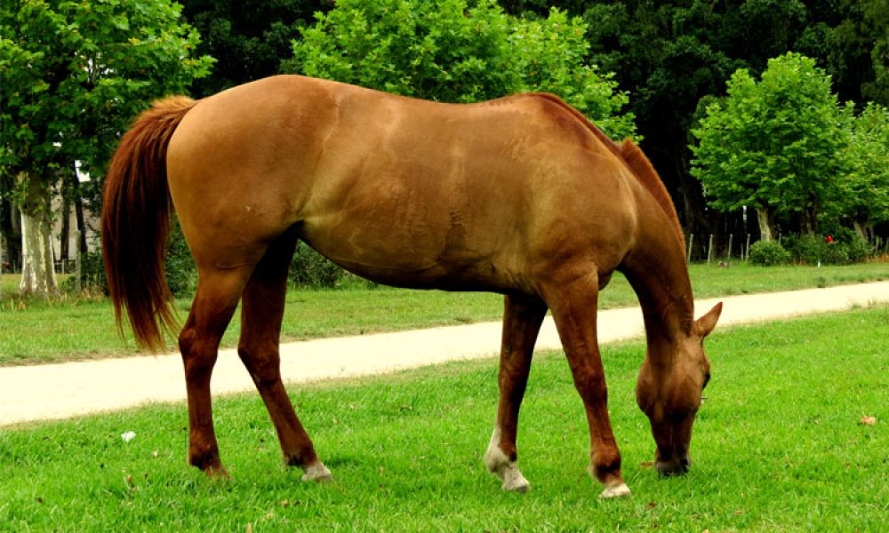 nova-licitacao-para-contratacao-de-empresa-de-recolhimento-animal-sera-realizada-1