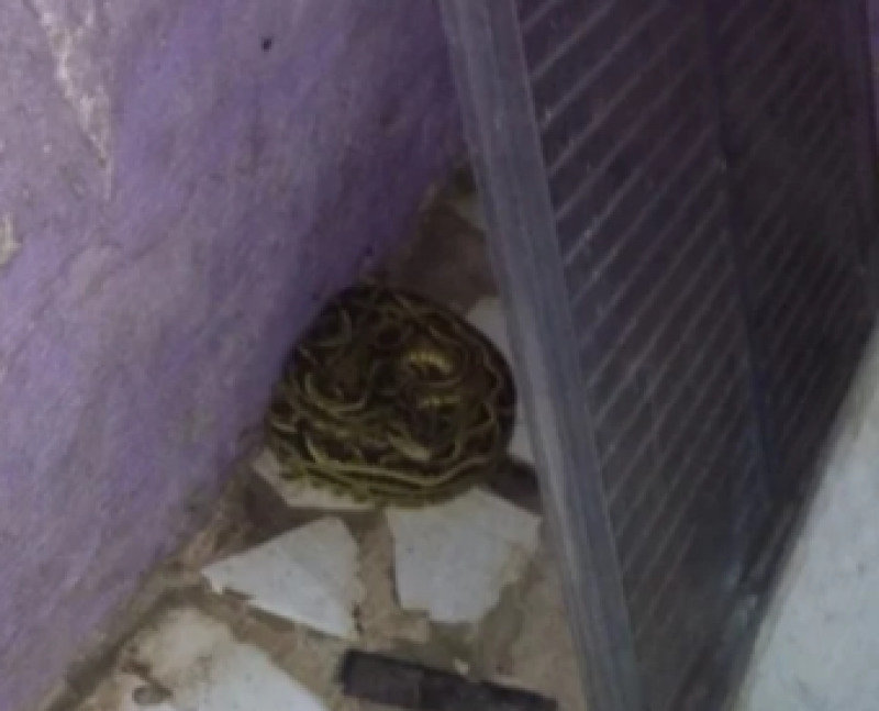 em-sc-jararaca-e-encontrada-dentro-de-residencia-1