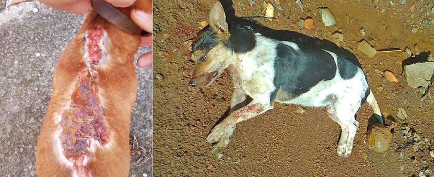 em-sc-quatro-cachorros-sao-queimados-com-agua-quente-um-e-morto-a-pauladas-1
