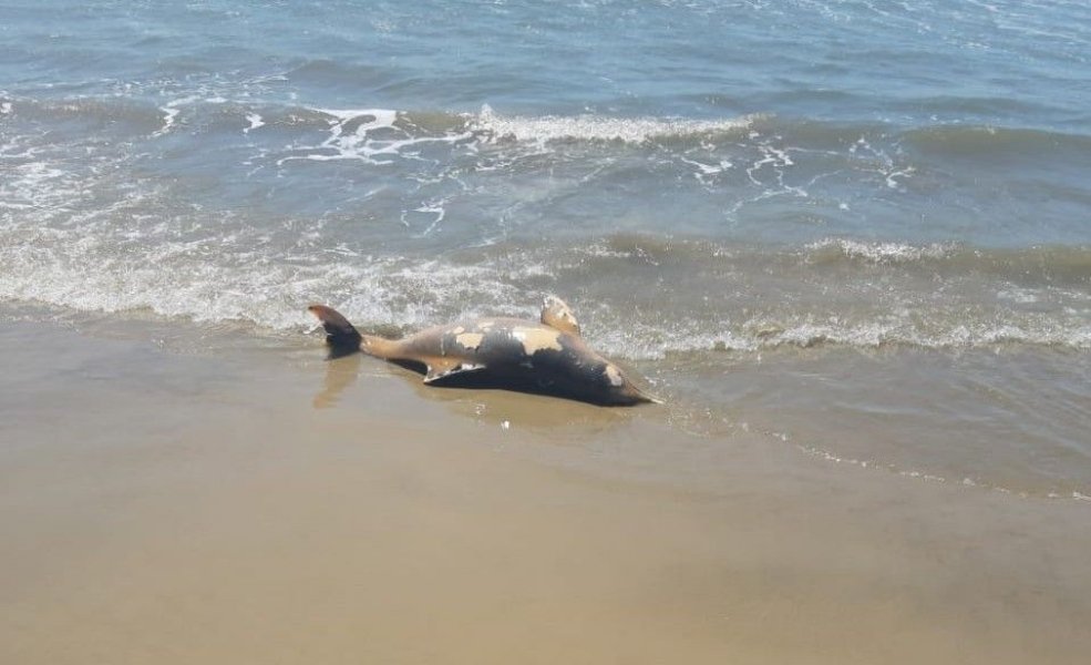 mais-uma-toninha-e-encontrada-morta-no-molhes-em-laguna-1