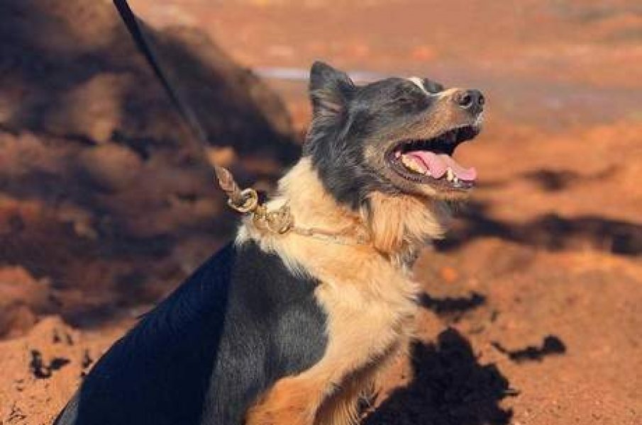 morre-cao-dos-bombeiros-que-atuou-em-brumadinho-e-em-mariana-1
