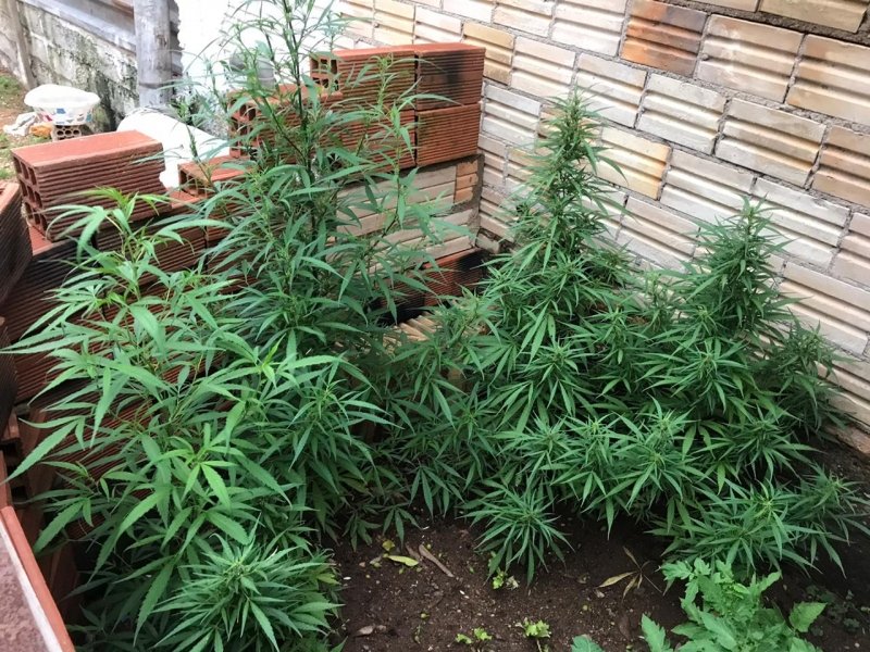 pes-de-maconha-sao-apreendidos-em-sangao-1