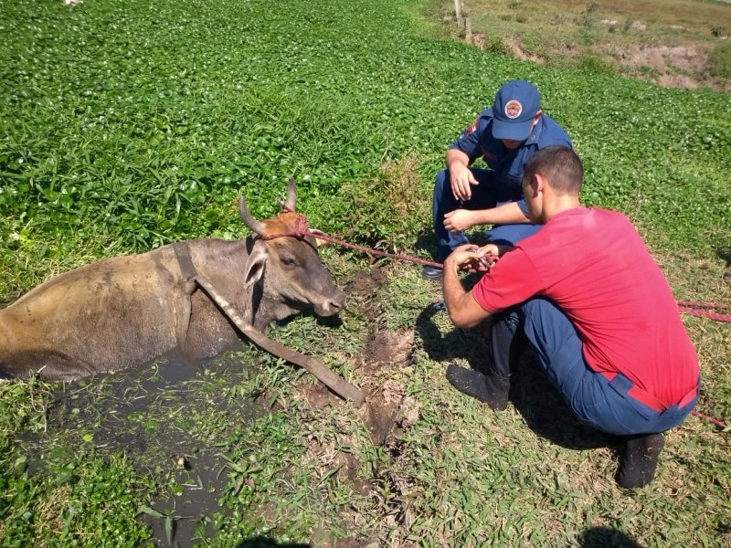 vaca-atolada-e-resgatada-por-bombeiros-militares-em-tubarao-1