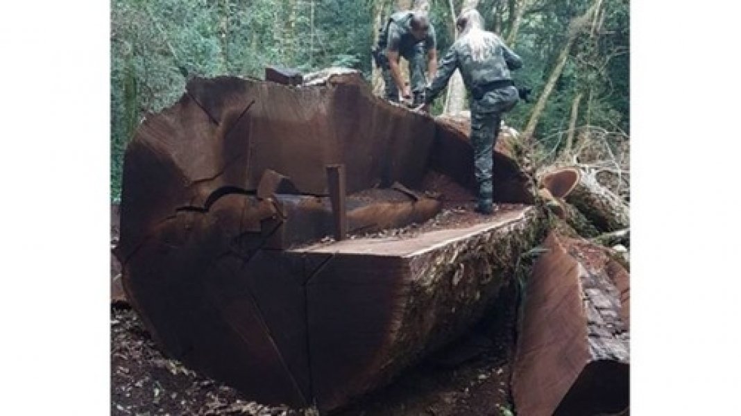 arvore-rara-de-535-anos-foi-derrubada-no-oeste-de-sc-para-virar-cerca-0 Foto: Polícia Militar Ambiental