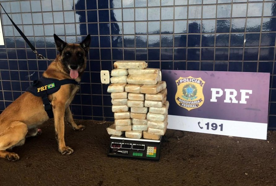 cao-billi-ajuda-prf-a-localizar-29-quilos-de-pasta-base-de-cocaina-1