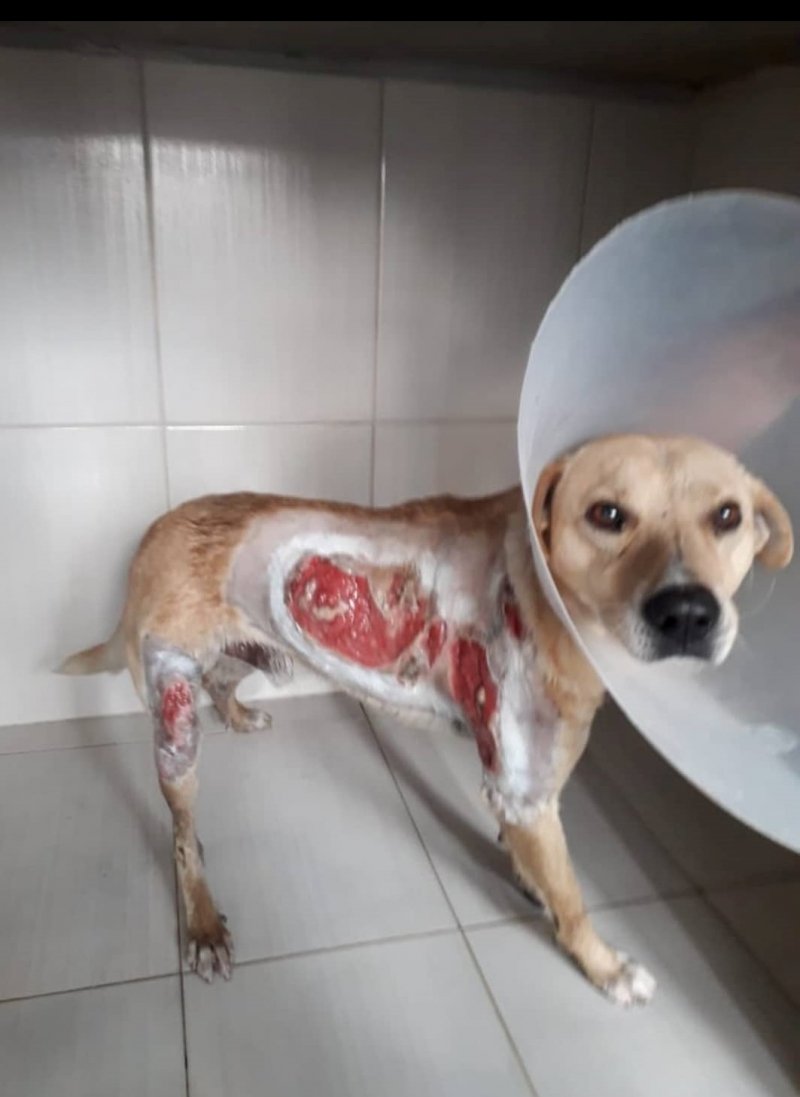 cao-sofre-queimaduras-pelo-corpo-sobrevive-e-precisa-de-um-lar-em-tubarao-1