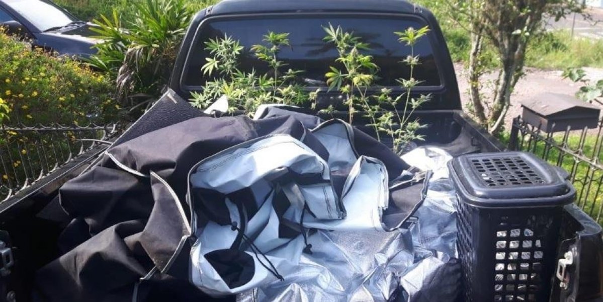 estufa-para-cultivo-de-pes-de-maconha-e-encontrada-em-santa-cruz-do-sul-1