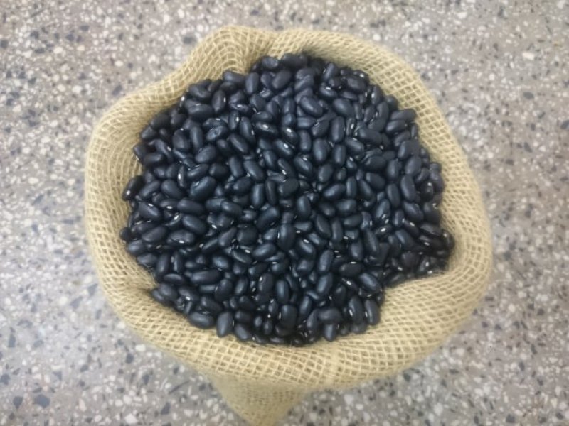 giro-por-sc-epagri-lanca-feijao-de-alta-produtividade-em-chapeco-1