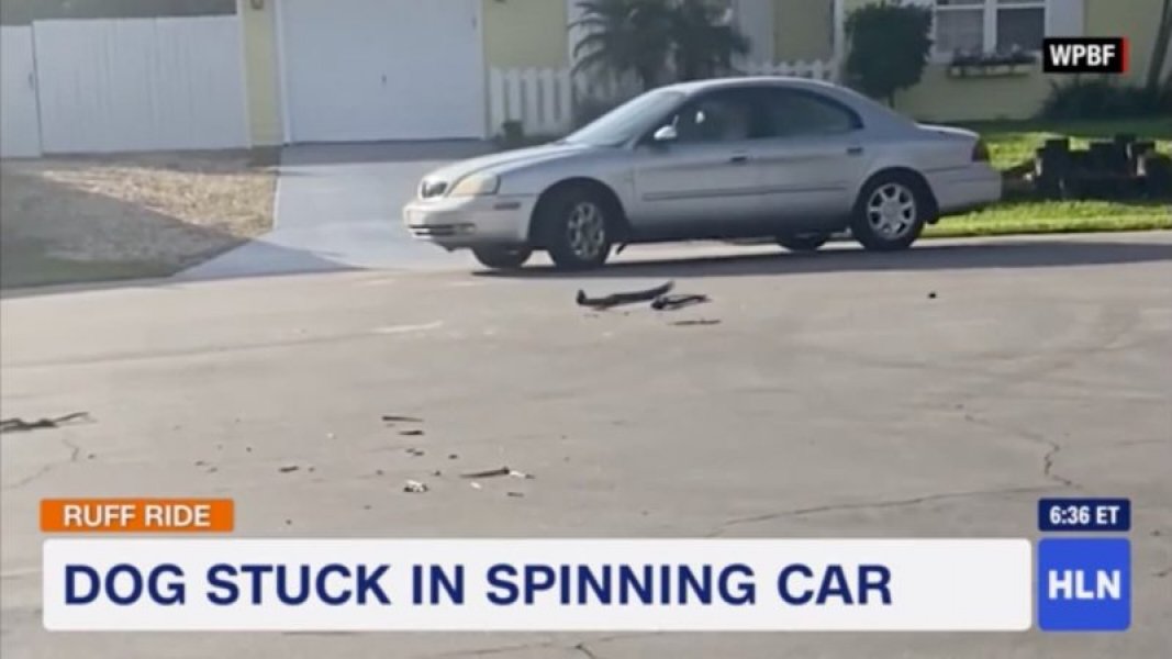 internacional-cachorro-dirigiu-carro-em-circulos-por-cerca-de-uma-hora-na-florida-1