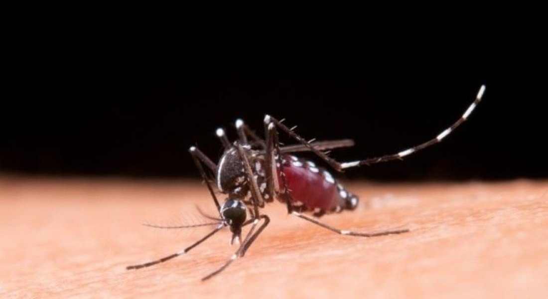 internacional-dengue-e-transmitida-sexualmente-segundo-caso-e-registrado-em-madri-1