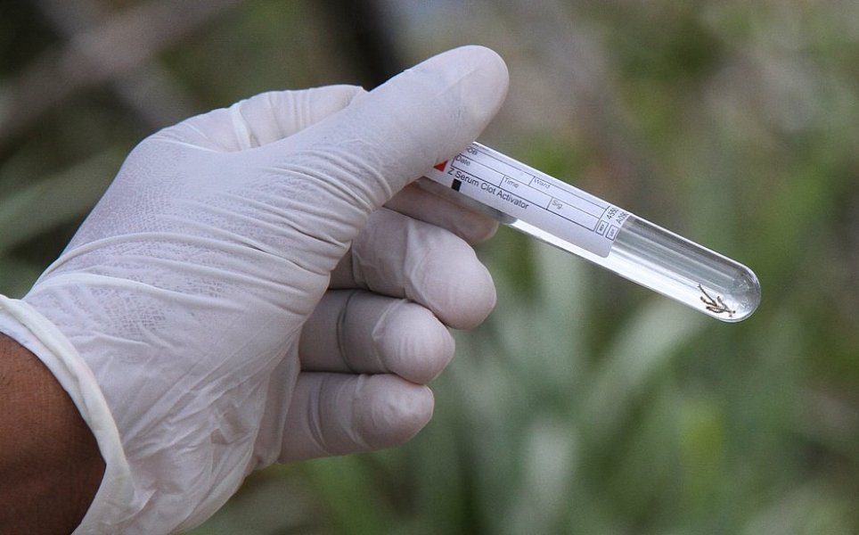 santa-catarina-tem-municipios-com-alto-risco-de-transmissao-de-dengue-zika-e-febre-de-chikungunya-1 Evandro Veiga/Divulgação/Notisul