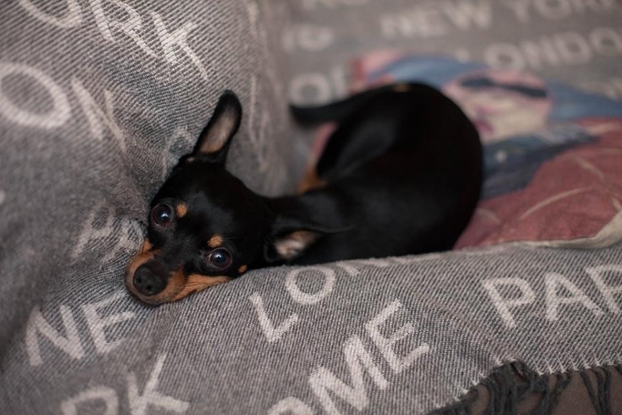 em-surto-mulher-coloca-mangueira-na-boca-de-pinscher-e-o-mata-afogado-1