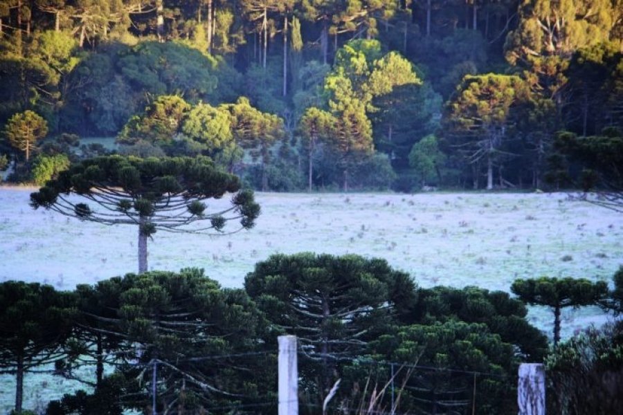 geada-volta-a-cobrir-a-paisagem-da-serra-catarinense-em-pleno-dezembro-1 Mycchel Legnaghi / São Joaquim Online