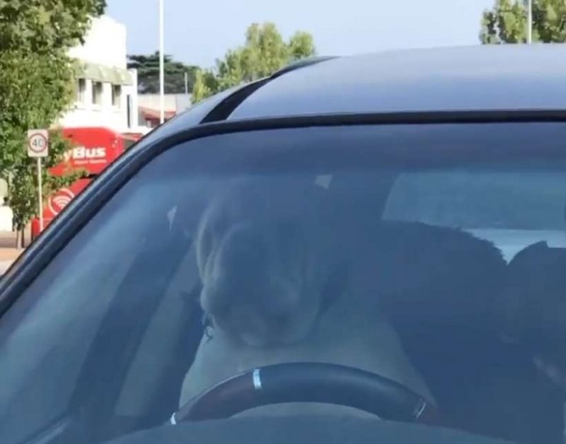 cachorro-deixado-dentro-de-carro-buzina-sem-parar-ate-seu-dono-retornar-1