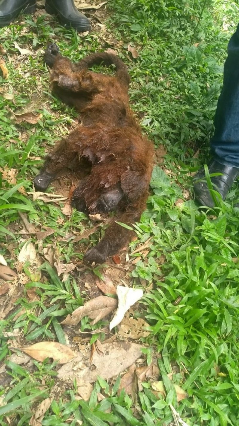 sao-bento-do-sul-tem-caso-confirmado-de-morte-de-macaco-por-febre-amarela-1