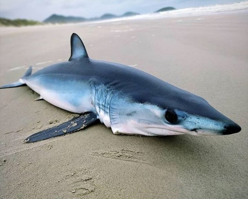 tubarao-mais-rapido-do-mundo-aparece-morto-em-praia-de-imbituba-1