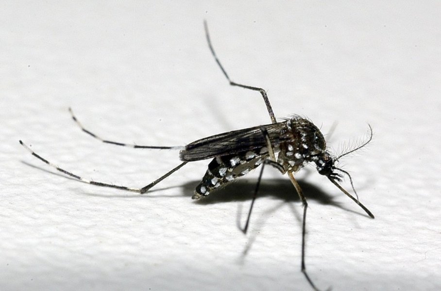 crianca-de-9-anos-e-confirmada-com-dengue-em-joinville-0