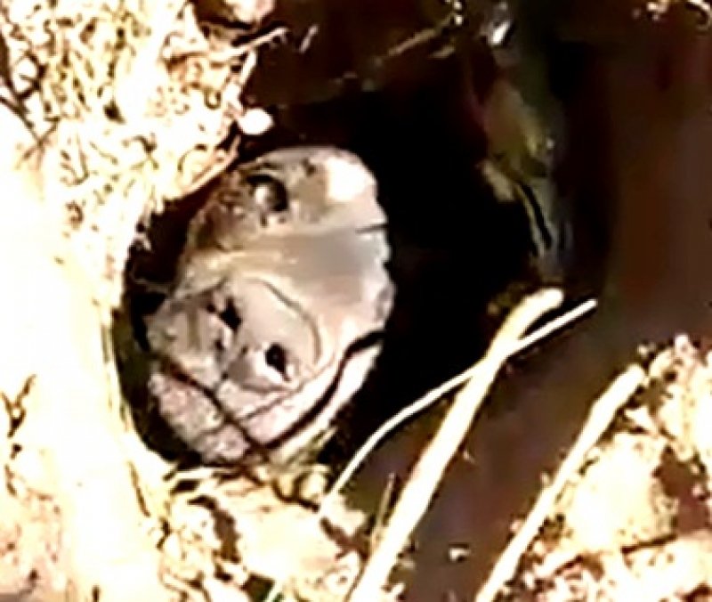 cao-e-resgatado-apos-ser-enterrado-vivo-no-sul-de-sc-1