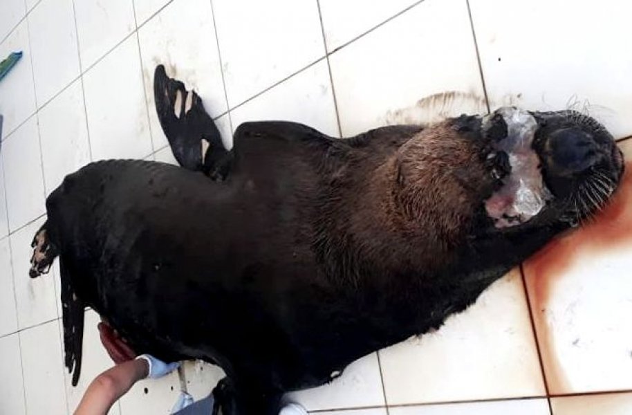 leao-marinho-do-sul-e-encontrado-morto-em-praia-da-regiao-1
