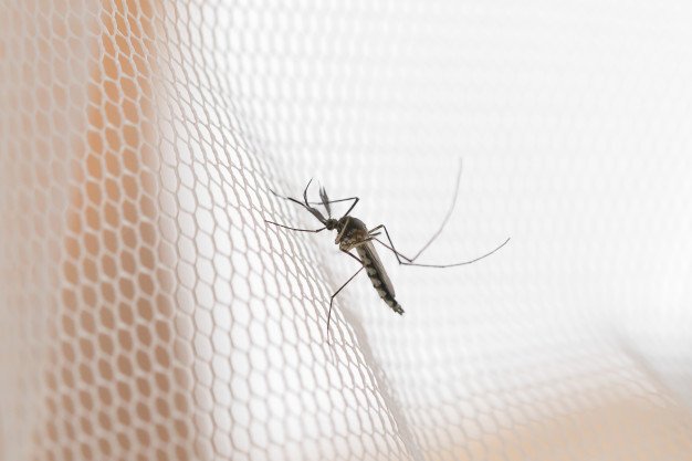 aedes aegypti