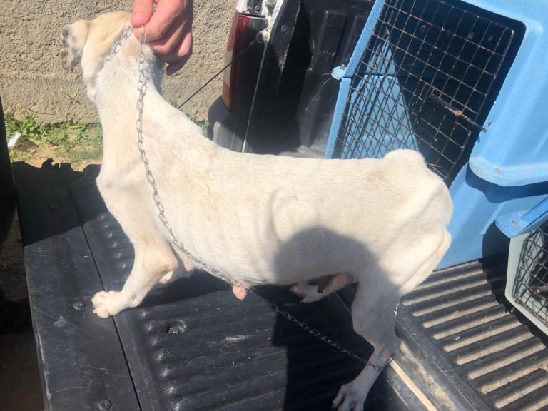 Cachorros vítimas de maus-tratos são resgatados pela Polícia Civil em Tubarão