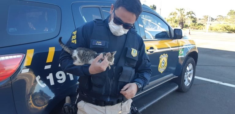 PRF resgata filhote de gato arremessado para fora de carro PRF resgata filhote de gato arremessado para fora de carro