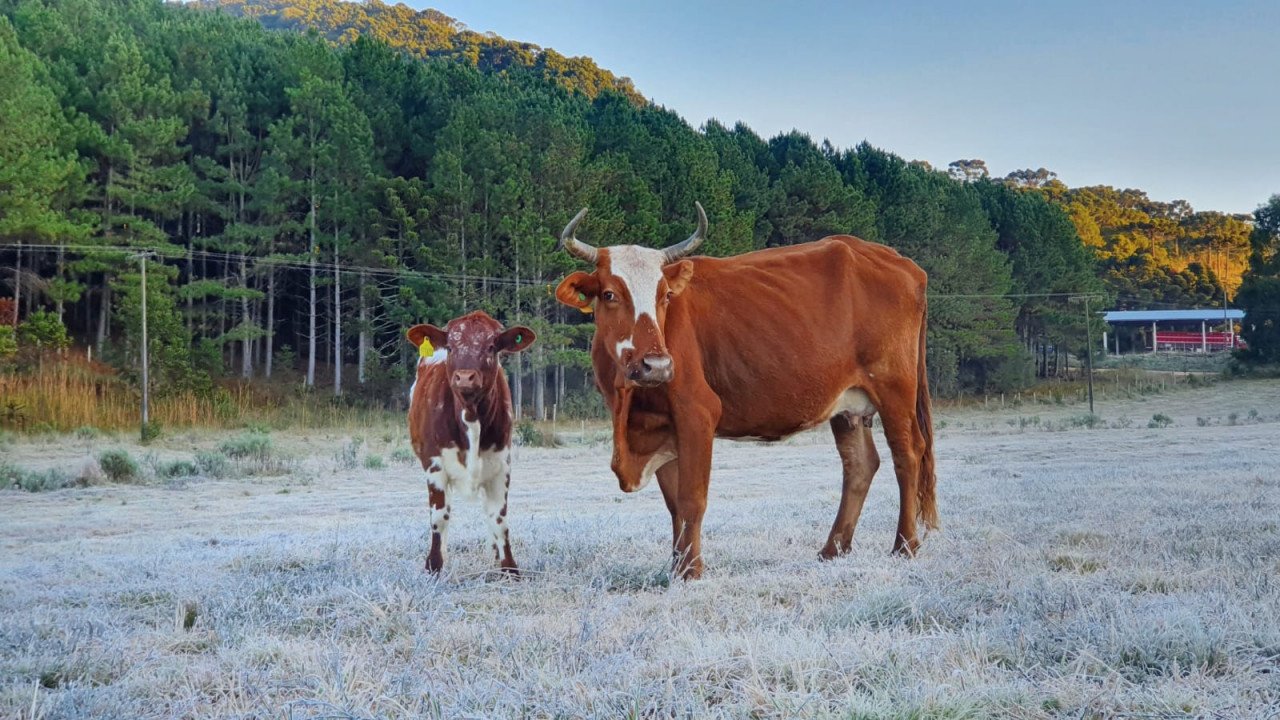 Serra Catarinense amanheceu coberta de gelo na manhã desta sexta-feira (4)