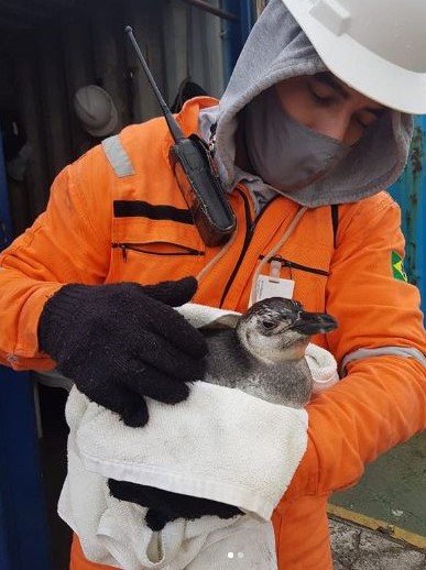 Funcionários do porto de Imbituba resgatam pinguim que se perdeu do bando