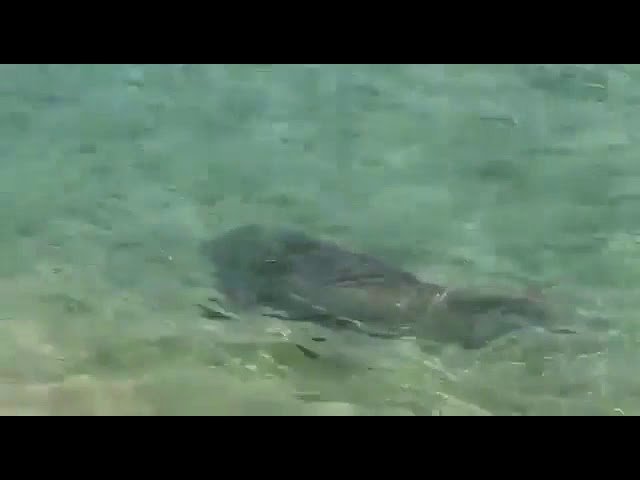 Elefante-marinho vira atração de surfistas e banhistas no Rio