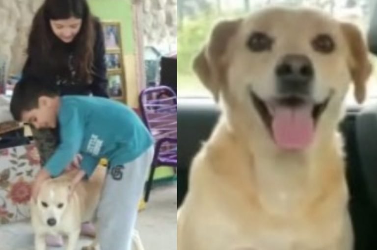 (Vídeo) Em SC: Cãozinho perdido invade viatura da PMRv e reencontra seus donos