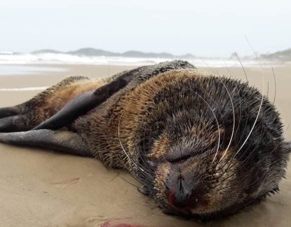 lobo-marinho-obito #Pracegover Foto: Na imagem há um lobo-marinho morto na praia em Laguna