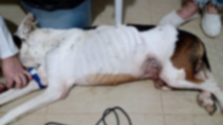 Em Tubarão, cão teve que ser sacrificado após sofrer maus-tratos pela dona