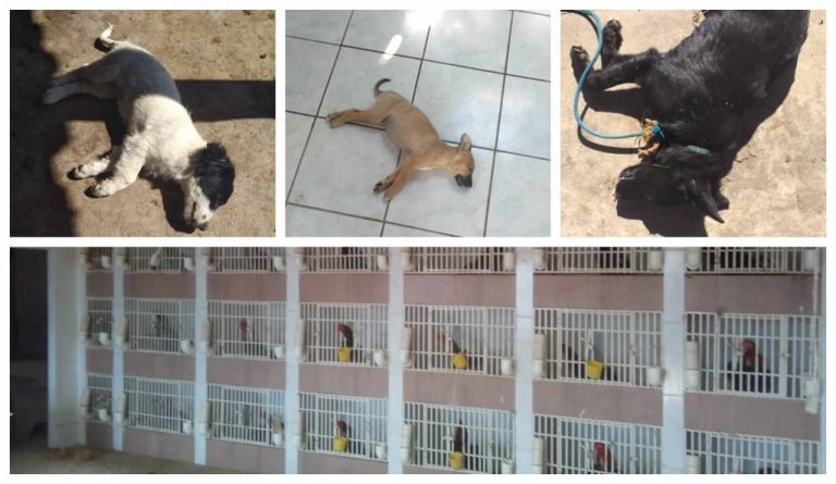 Treze cães são mortos a pauladas, em Tubarão, e o principal suspeito é o dono