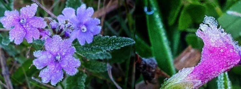 Primavera registra mais uma geada hoje (14) na serra em SC Saiba como serão os próximos dias no Estado