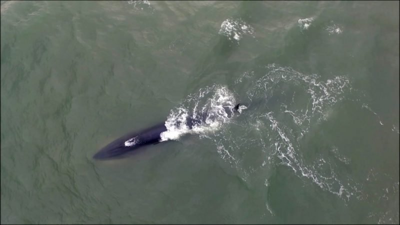 Baleias-de-bryde são avistadas na praia Itapirubá Norte, em Imbituba