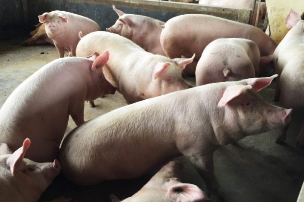 exportacao_carne_suina #Pracegover Foto: na imagem há alguns suínos