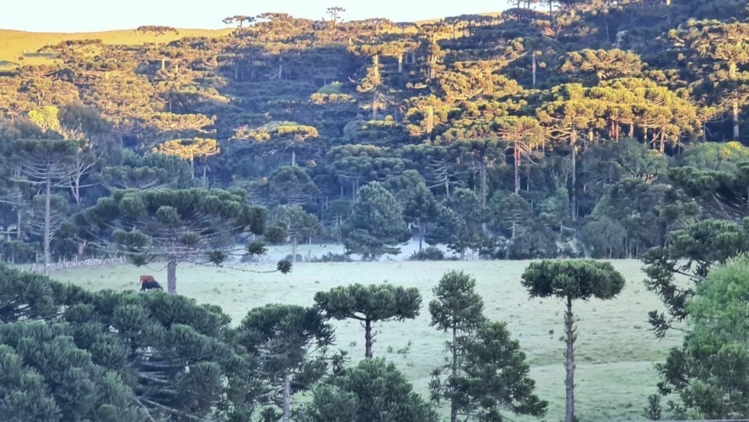 Serra Catarinense amanhece coberta de gelo em pleno novembro