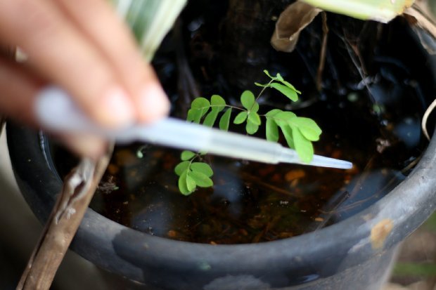 dengue #Pracegover Foto: na imageem há uma mão e um vaso cheio de água