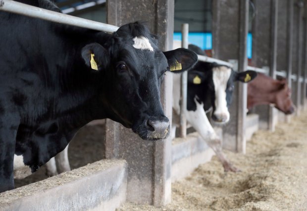 santa_catarina_comemora_ #Pracegover Foto: na imagem há alguns bois e vacas