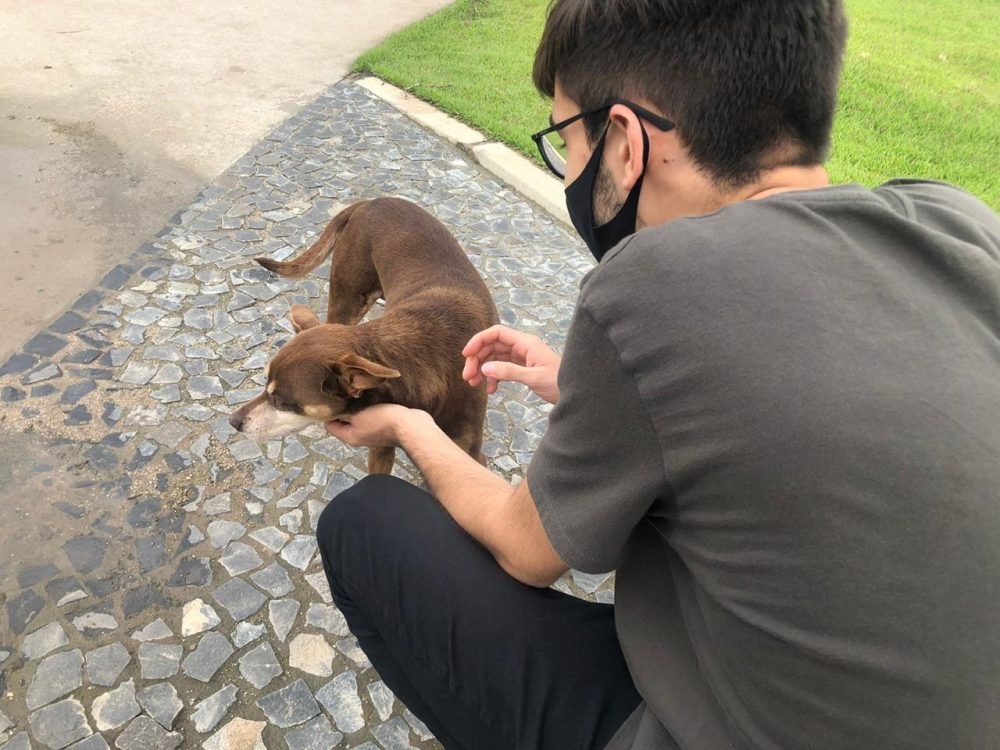 Leis que beneficiam o bem-estar animal