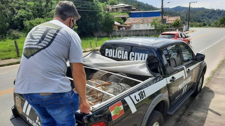 Polícia Civil de Tubarão apreende 29 espécies de avifauna nativa sob guarda ilegal