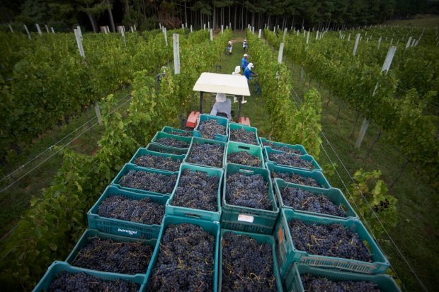 Santa Catarina busca selo de Indicação de Procedência para comprovar qualidade dos vinhos de altitude