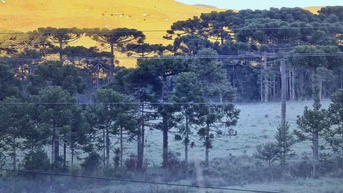 Serra registra temperaturas de inverno e geada nesta quinta-feira #pracegover Na foto, paisagem serrana coberta de geada em pleno fevereiro de 2021