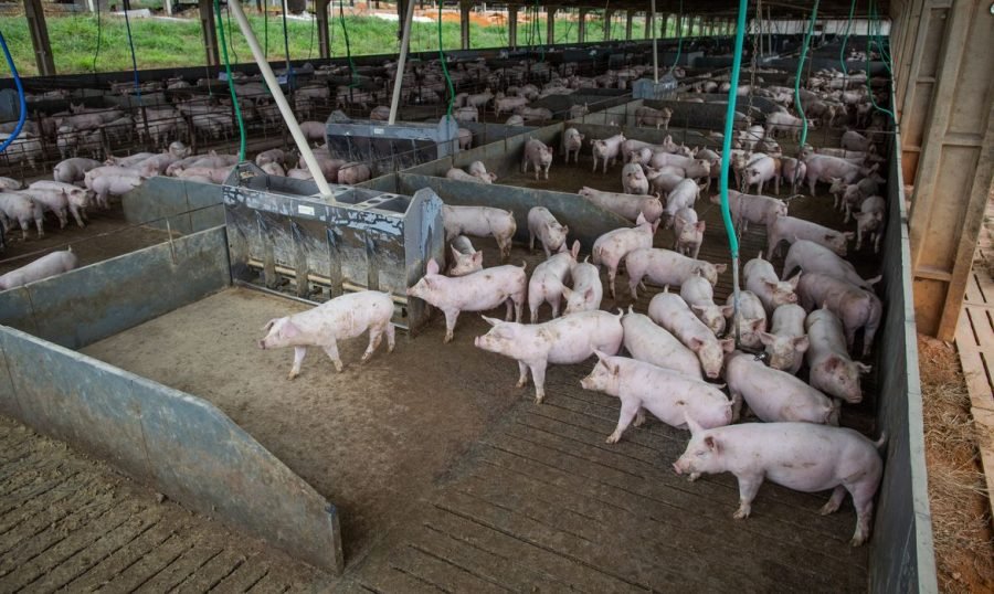 suinos #Pracegover Foto: na imagem há muitos suínos em um cercado