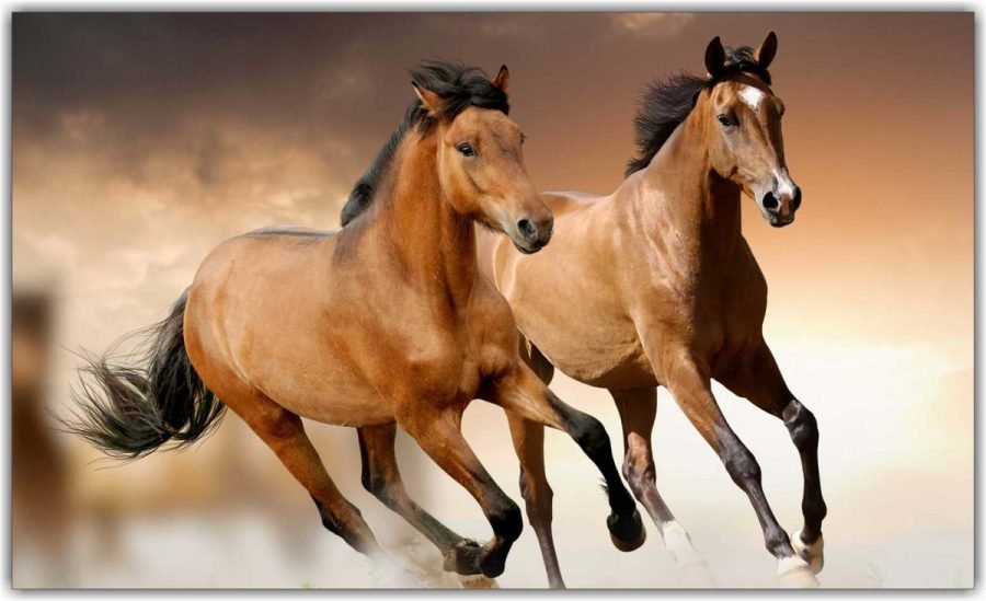 cavalos #Pracegover Foto: na imagem há dois cavalos correndo
